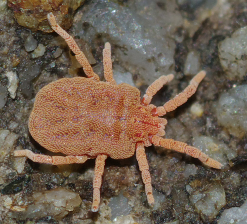 Calyptostomatidae: cfr Calyptostoma sp. - Arcavacata (CS)